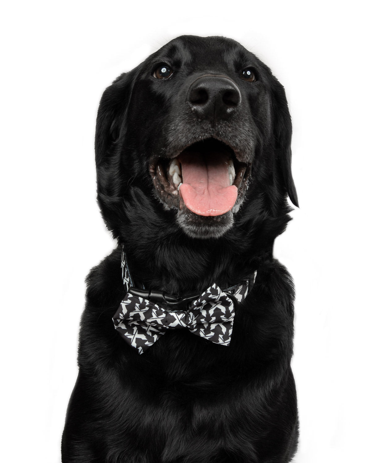 Rex Dog Bow Tie (Black/White) - Excision